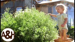 Harvesting chamomile and sun drying it for herbal tea [upl. by Enifesoj250]