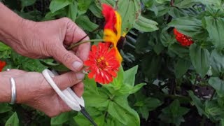 How To Dry Flowers  How To Preserve Flowers Very Quickly [upl. by Schroth]