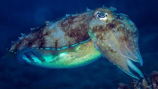 What is a Cephalopod  Oceana [upl. by Ronym]