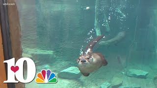 Meet the new otters guaranteed to make you smile at Zoo Knoxville [upl. by Tur929]