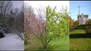 Seasons Timelapse Winter Spring Summer Fall [upl. by Nemra]