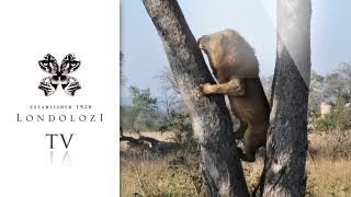 TreeClimbing Lions  Londolozi TV [upl. by Viki]