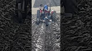 Massey Ferguson 35 Tractor at Hallaton amp District Ploughing Match  Saturday 5th October 2024 [upl. by Oigaib]