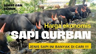 🔴 HARGA EKONOMIS SAPI QURBAN 1445H [upl. by Oman839]