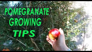 Pomegranate Growing Tips  Only Video You Need To Watch [upl. by Johnnie]