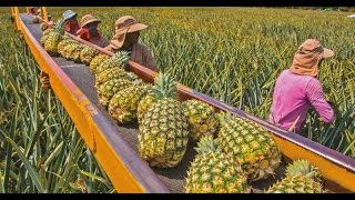 La Piña el Mejor Negocio para Los Empresarios del Agro  TvAgro por Juan Gonzalo Angel [upl. by Cacka852]