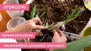 Storczyki  przesadzanie różnych gatunków storczyków Uprawa i pielęgnacja storczyków [upl. by Otnicaj]