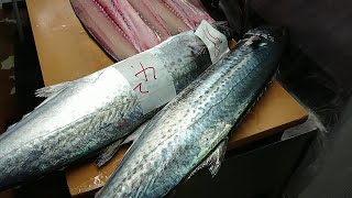 Epic Spanish Mackerel Sashimi Making Sawara Sushi  Best Japanese Sushi Skills [upl. by Louisa]