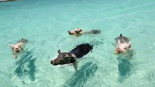 WHEN PIGS SWIM THE FILM EXUMA BAHAMAS [upl. by Wobniar599]