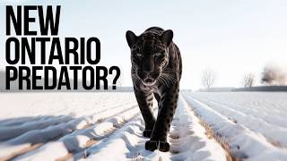 Invasive Black Leopards Could Be Taking Over Ontario Right Now [upl. by Eniamsaj]