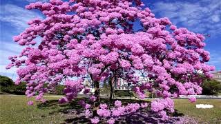 Beautiful tree not green HD1080p [upl. by Yrome]