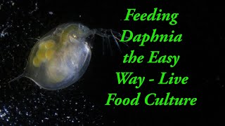 Feeding Daphnia the EASY WAY  Daphnia Magna Live Food Culture [upl. by Anivlem]