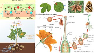 Plant Diversity Flowering Plants Gymnosperms Bryophytes Pollination [upl. by Llenram945]