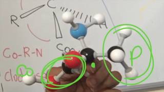 Amino Acid Stereochemistry [upl. by Bobbye]