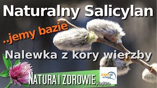 Nie wyrzucaj wielkanocnych bazi ZJEDZ JE To naturalny salicylan Nalewka z kory wierzby i herbatka [upl. by Aenej]