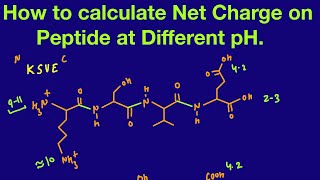 How to calculate the net charge on peptideamino acid at different PH [upl. by Adiaj212]