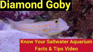 Diamond Goby Valenciennea puellaris Know Your Saltwater Aquarium Facts amp Tips [upl. by Daj]