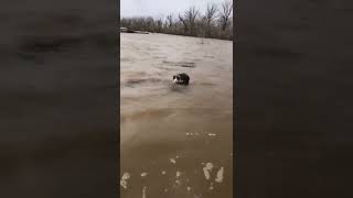 Cat rescued from floodwaters in Ivanovskoye Orenburg Russia [upl. by Lorna]