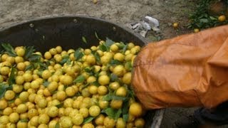 Morgan Spurlock as migrant farm worker [upl. by Annoyt624]