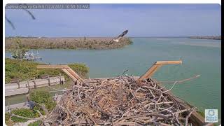 captiva osprey 4 jan23 2024 [upl. by Ahsieyn]