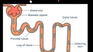 Function of Nephrons [upl. by Nav]