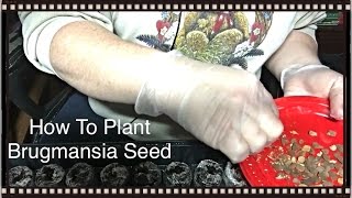 How To Plant Brugmansia Seeds  Sheri Ann Richerson [upl. by Anigue]