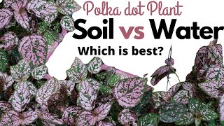 How to Propagate Polka Dot Plant Hypoestes Water vs Soil Propagation HD 1080p [upl. by Notffilc]