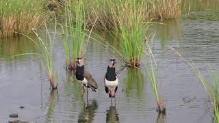 Southern Lapwings on Bonaire [upl. by Kirre]