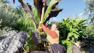 Ensete ventricosum Maurelii Overwintering [upl. by Saberio]