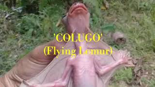 COLUGO [upl. by Mehala]