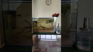 how to add driftwood to aquarium 🪵 [upl. by Aloz]