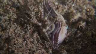 A Weird Underwater Predator  The Bobbit Worm in Anilao Philippines [upl. by Adnuahsar]