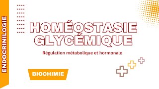 Régulation de la glycémie  Insuline glucagon et aspect biochimique [upl. by Pickard]