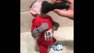 A cute monkey shave his beard [upl. by Bartle]