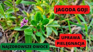 Jagoda goji Uprawa jagody goji w Polsce NAJZDROWSZE OWOCE kolcowoju szkarłatny Jagoda goji New Big [upl. by Florrie412]