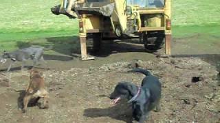 rat catching with farm dogs about 250 rats part 1 rats fail [upl. by Okihcas712]