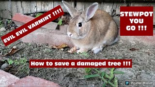 HOW TO SAVE A GIRDLED TREE [upl. by Isus]