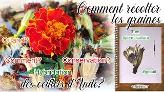 Comment récolter les graines des oeillets d Inde  Marigold seeds harvest Astuce permaculture [upl. by Janifer]