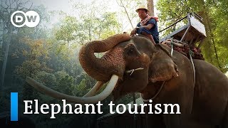 Elephant rides in Thailand Fun or cruel  DW Documentary [upl. by Orazal]