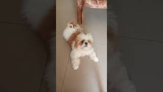 Shih tzu puppies barking  Dog Barking [upl. by Asikal]