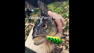 Lure fishing for winter perch Fox rage Replicant and Salmo Hornet [upl. by Netaf]