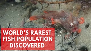 Red Handfish Divers discover new population of worlds rarest fish [upl. by Rodrick]