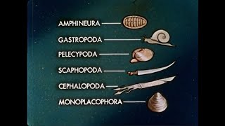 Adaptive Radiation The Mollusks  1961 [upl. by Adelpho893]