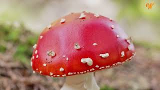 A Comprehensive Guide to Amanita Muscaria Gummies Dosage [upl. by Mitchell81]