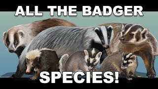 All the Badger species [upl. by Mccord]