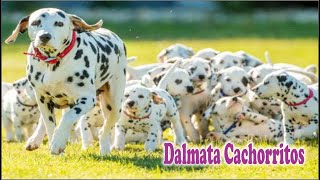 DALMATA BEBES cachorros de dálmata [upl. by Ahtoelc]