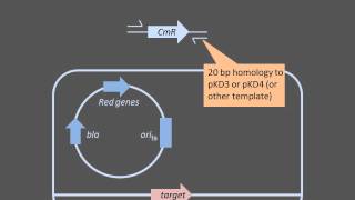 Homologous Recombination [upl. by Onafets127]