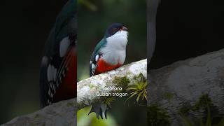 Tocororo Cuban trogon🪶 Nuestra espléndida ave nacional 🇨🇺  birds tocororo [upl. by Shiverick590]