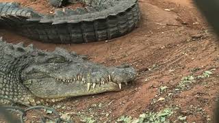 Broome Crocodile Park [upl. by Chad523]