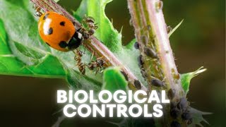 Controlling pests using predatory and parasitoid insects [upl. by Rogerson360]